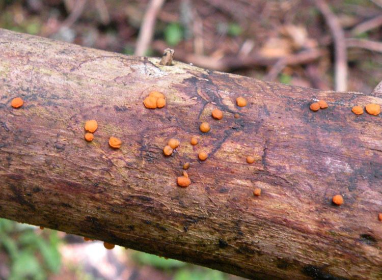 Heterobasidiomycetes trentini